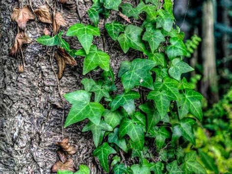 常春藤 植物 照顧|種植常春藤：何時以及如何在花盆或花園中種植